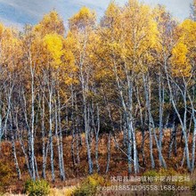 טNӰטN ۘ ƤN N ľ ƤN