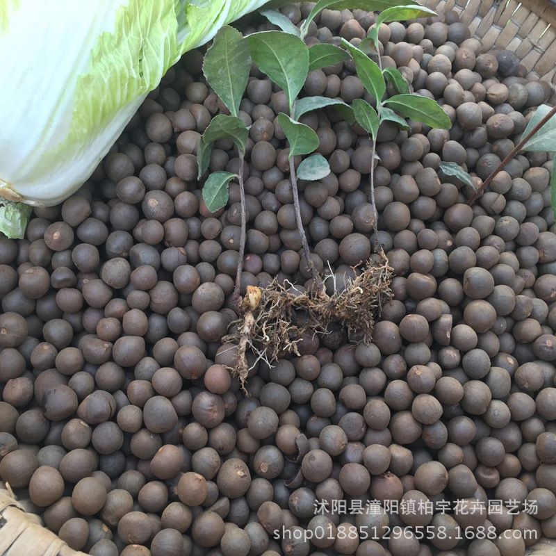 茶树种子 新采茶树籽 油茶种子籽 红花油茶种子 油茶籽茶叶树种子