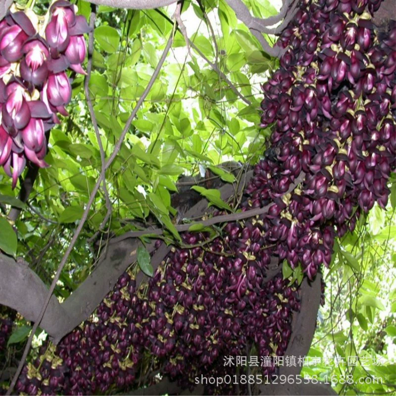 Caulis дерево лес Дерево восхождение