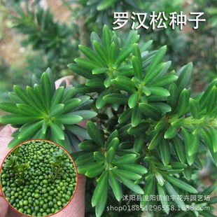 Podocarpus Seeds 2024 Newly Collected Bird Tongue Podocarpus Seeds Small Leaf Podocarpus Family Balcony Potted Plants