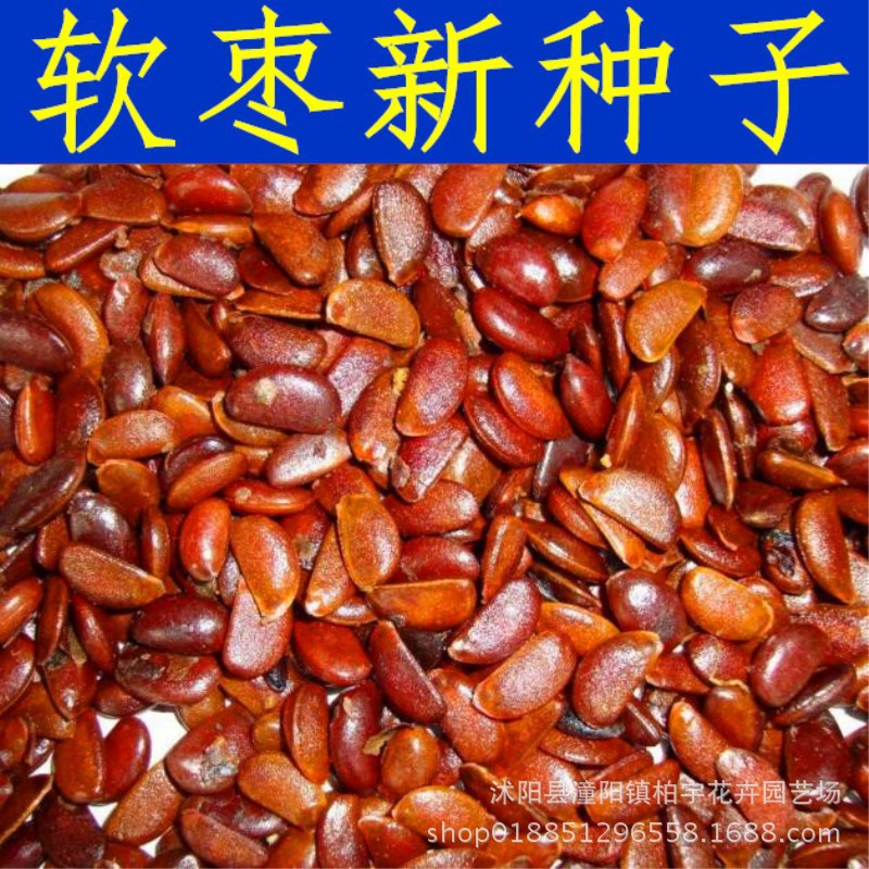 软枣种子 黑枣 君子迁 软枣嫁接柿树种子 牛奶枣野柿子丁香枣梬枣