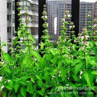 Large-Leaf Nepeta Seeds, Freshly Harvested Nepeta Seeds, Lemon Basil Seeds, Large-Leaf Nepeta Seeds, Easy to Grow