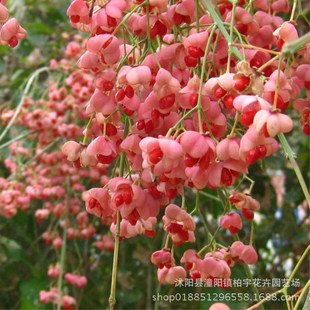 Silk Cottonwood Seeds Silk Cottonwood Sapling Seeds Silk Cottonwood Tree Species Silk Cottonwood Grafted Arborvitae Forest Seeds