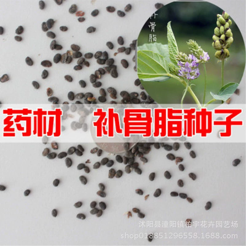 Семена псоралея обжаривают, семя семени Семя семени семян растения