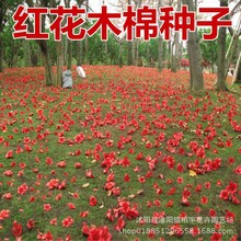 tľ޷N ²ľ޻N |ľ޻N Ӣۘ ^N