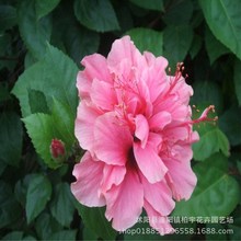 ľȷN tľȷN ^ذľȷN еľ ľֲN