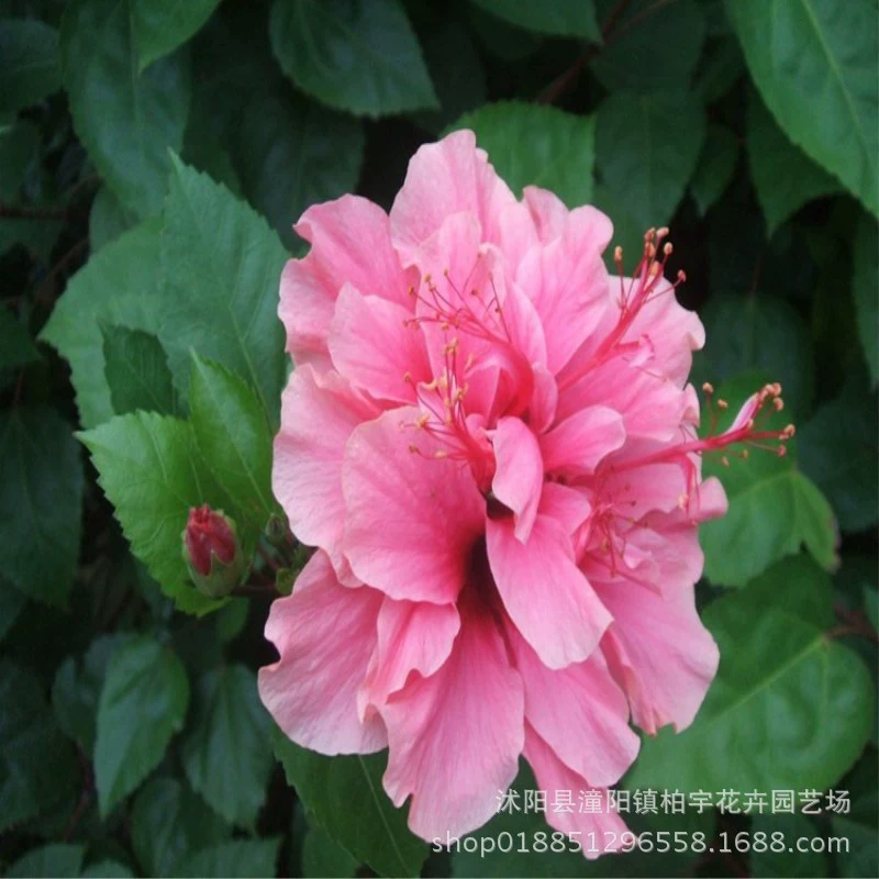 Гибискус сириак семена сафлора Гибискус сириак семена уличных деревьев Саженцы видов растений