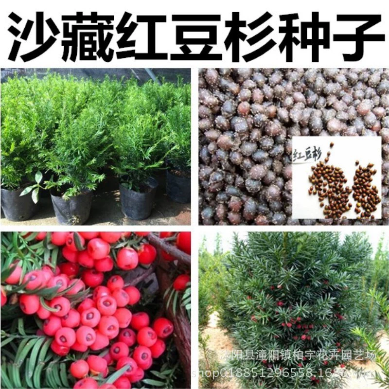 Шазан Тиса семена Тиса Южное семя Тис Северное семя Тиса СМИ Тиса семена