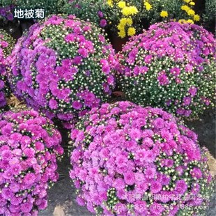 Ground Cover Chrysanthemum Seeds, Chrysanthemum, Perennial Root Florals, Blooming, Full Crown Shape, Easy to Sow in All Seasons