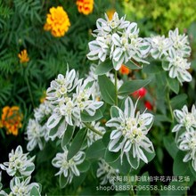 �y߅��N�Ӹ�ɽ�eѩ�����׷N�ӈ@ˇ�^�~����ֲ��N���ļ����N���N