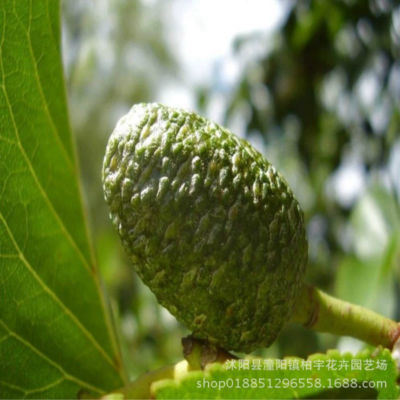 Семена альнус Сычуаньский сафлор ольха саженцы семена лесные семена белая Тыква ольха виды