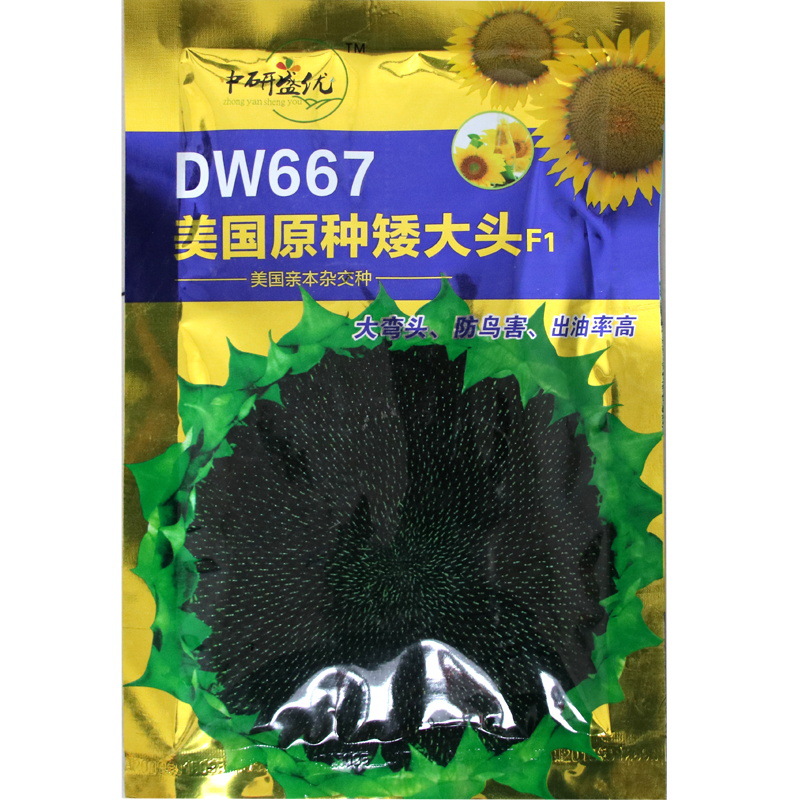 DW667 American short big head oil sunflower seeds