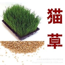 ���羳���ֱ����؈�ݷN��؈��ʳ؈����Ȼ�����Nֲ���b؈����Ʒ