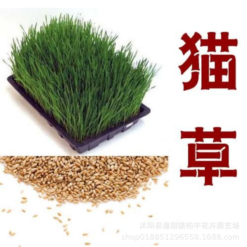 Семена кошачьей травы мятный порошок кошачьи закуски кошачья шерсть мяч кошачья трава натуральный ячмень посадочный костюм кошачьи принадлежности