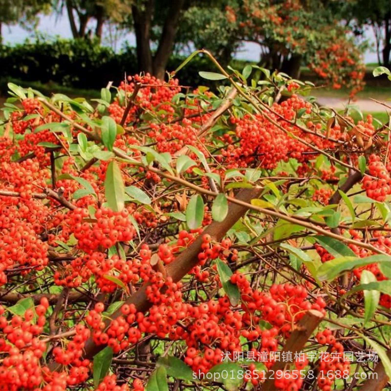 Семена пираканты Новый факел фрукт Красный шип благоприятный фрукт кустарник семена деревьев длинный шип Озеленение забор дерево