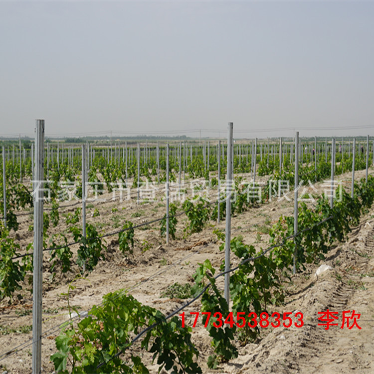 葡萄大棚架杆 梅花型欧式金属葡萄立柱 非水泥柱