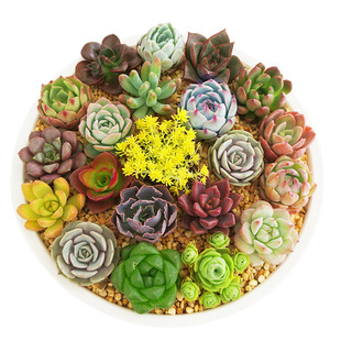 ���� ֲ�� ��M�����ԾGֲ�҃��̨���^�����Ʒ�t��ʯ��ͯ����¶