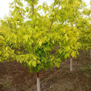 Golden Leaf Compound Maple Seeds, Newly Harvested Sugar Maple Seeds, Green Pressed Maple, Sugar Maple, Compound Maple, Northern Tree Seeds