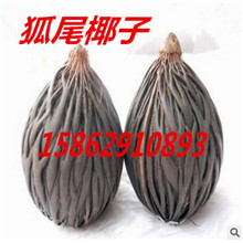 �²ɺ�βҬ�� �e�Q��֦�غ�β�غ���Ҭ�� �L����N�� ����ă�