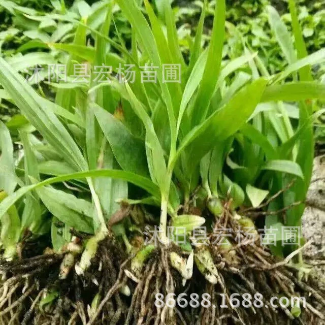 Bletilla striata саженцы китайской травяной медицины саженцы