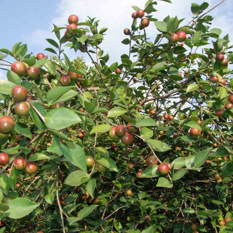 Camellia seeds