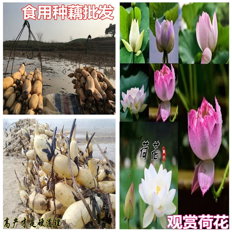 Съедобные саженцы корня лотоса декоративные пруд лотоса корень лотоса гидропонное рисовое поле рыбный пруд осадок глубоководный мелководье высокоурожайные семена