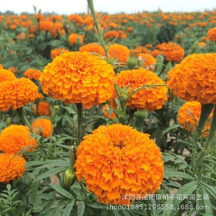 Mixed Color Marigold Seeds Are Sown in All Seasons for Landscaping, Courtyard Balcony Flower Seeds, African Marigold Seeds
