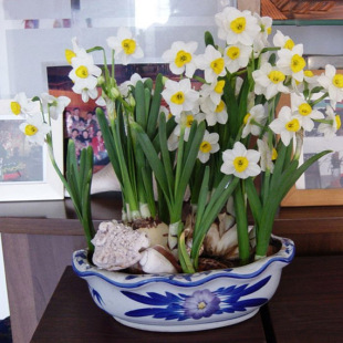 ˮ�ɻ��N��ˮ���҃����Ի��׻�N���ļ�ˮ�Bֲ�ﻨ����ˮ�ɻ���