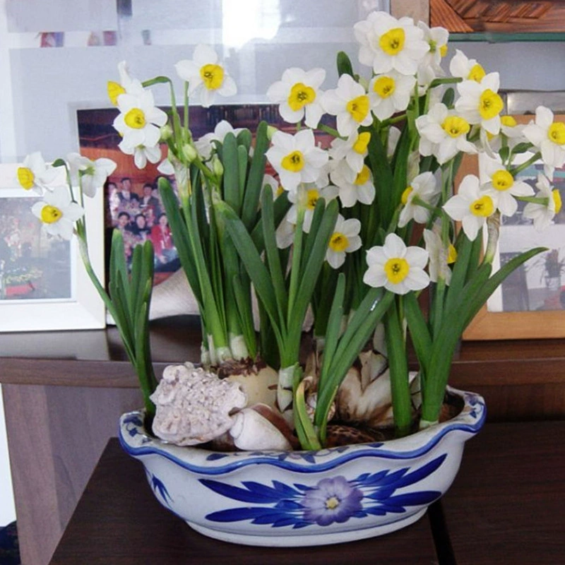 Шарик семян Нарцисса Гидропонный комнатный цветок в горшке Легко жить Семена цветов Четыре сезона Водный цветок растения Цветок Нарцисса Рассада