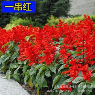 A Bunch of Red Seeds, Short Stems and Tall Stems, a Bunch of Red Seeds, Home Gardening Flower Plant Seeds, Flower Sea Landscape Flowers
