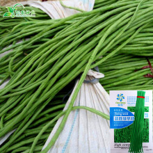 绿早冠长豆角种子 豇豆角种子青条早熟 家庭菜园蔬菜种子批发