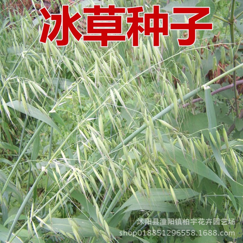 冰草种子 别名野麦子、扁穗冰草、羽状小麦草 暖季型草坪牧草种子