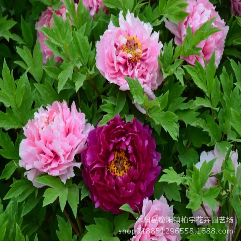 Семена Пиона Лоян Семена Пиона Heze Пион Семена легко посадить