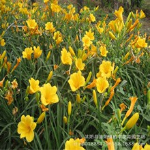 ��������ݷN�� ����ݷN�� �S���� �߲˷N���׷N���Խ�ᘲ˷N