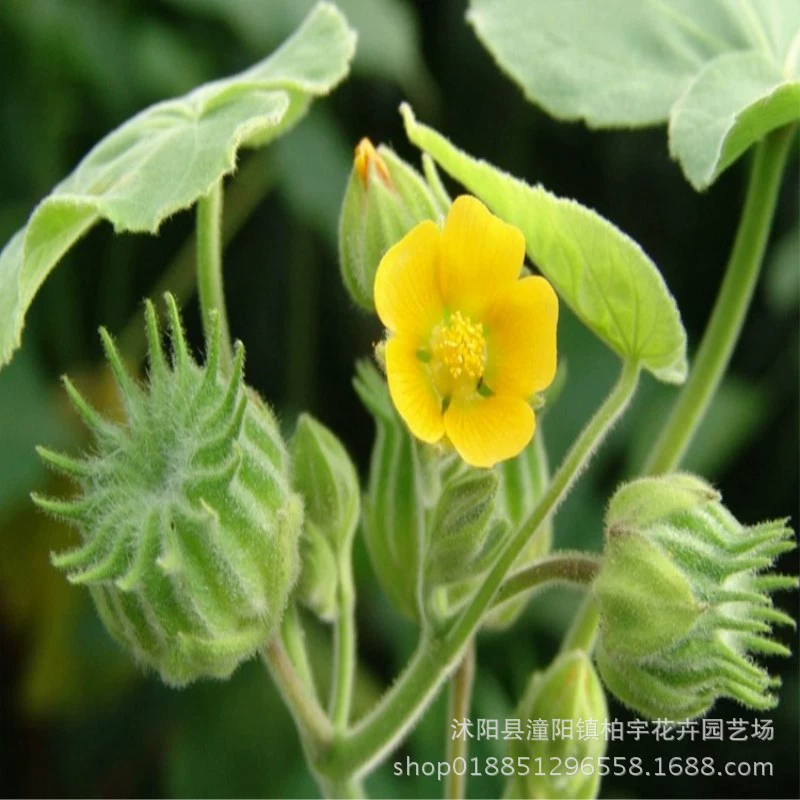 Семена касторового зеленый касторовое семя красная касторовое семя травы семян фасоли касторовое масло травяные семена