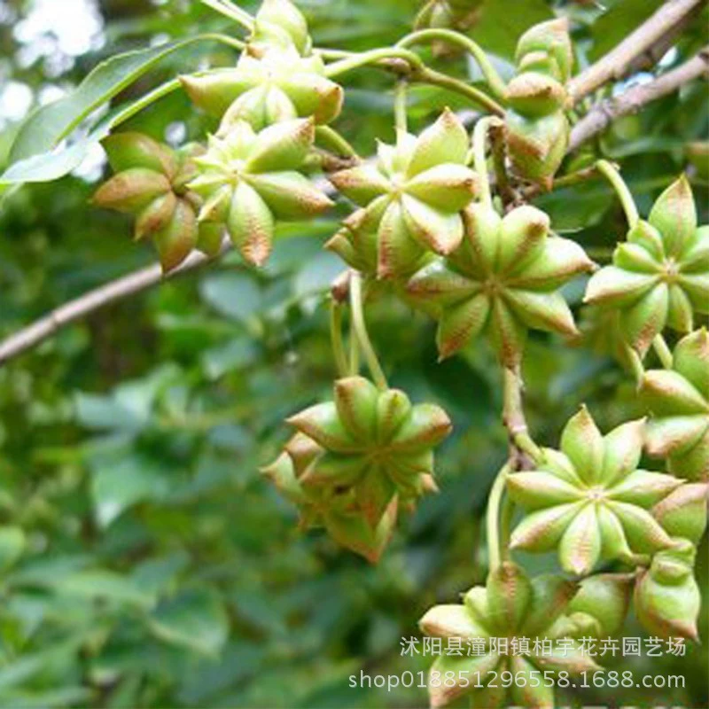 Оптом семена аниса звездчатый анис дерево звездчатого аниса семена аниса