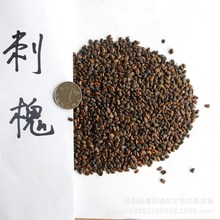 ̻N ²ɴ̻N |̻N󻱷N~ľN