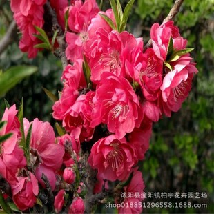 Red Leaf Peach Seeds Red Leaf Peach Seeds Purple Leaf Peach Seeds Purple Leaf Peach Seeds Flower Shrub Peach Seeds