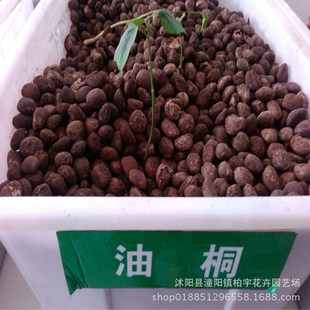 Tung Oil Tree Seeds, Tung Oil Tree Seeds, Tung Oil Tree Seeds, Tung Oil Tree Seeds, Tung Oil Tree Seeds, Newly Harvested Tung Oil Tree Seeds, Easy to Plant