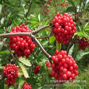 Elderberry Seeds, Western Elderberry Seeds, Chinese Medicinal Seeds, Elderberry Plant Medicinal Function Seeds