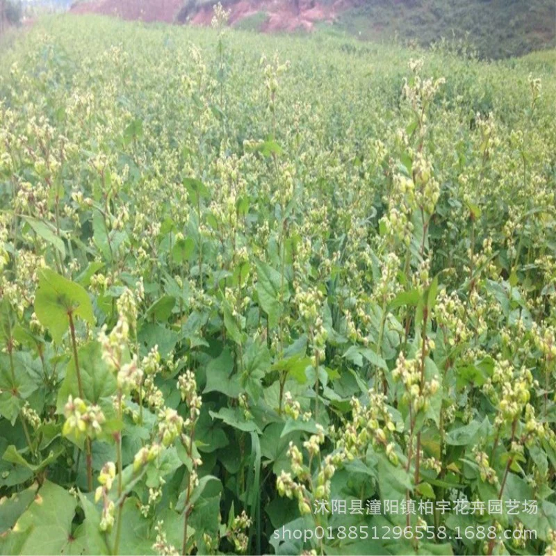 Семена гречихи Рассада Ростки Семена Крупные зерновые Семена Вхожесть Более 90%