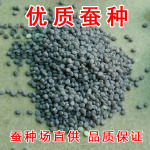 2026学生蚕子白蚕学校家蚕蚕种蚕卵彩色实验新蚕宝宝生物蚕卵