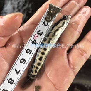 ���~�����l ��ˮ�~����� ���~�����l ��ˮ�~���Bֳ