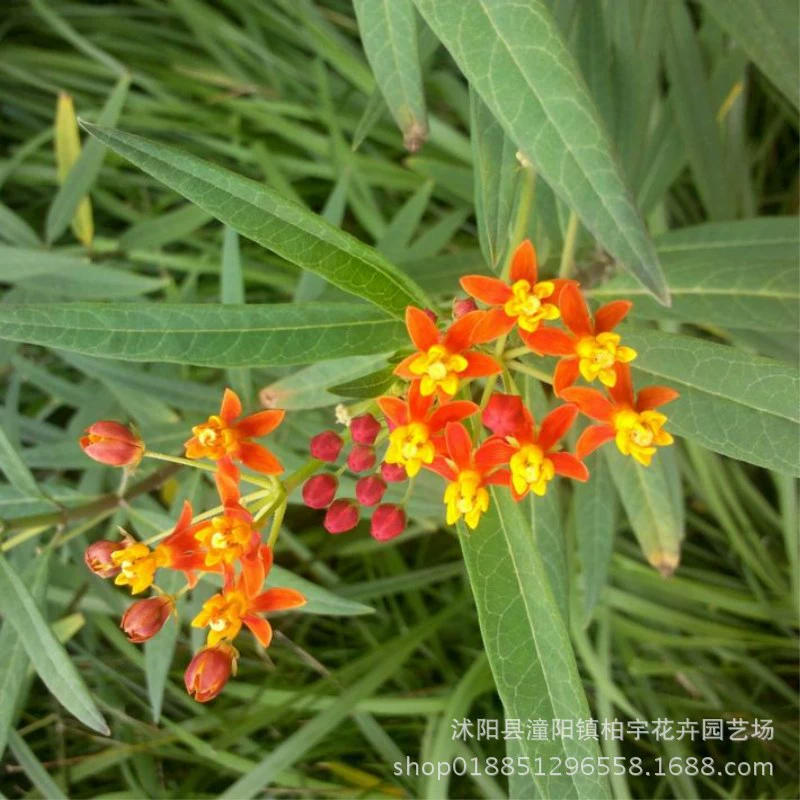 Семена молочника очень легко выращивать.