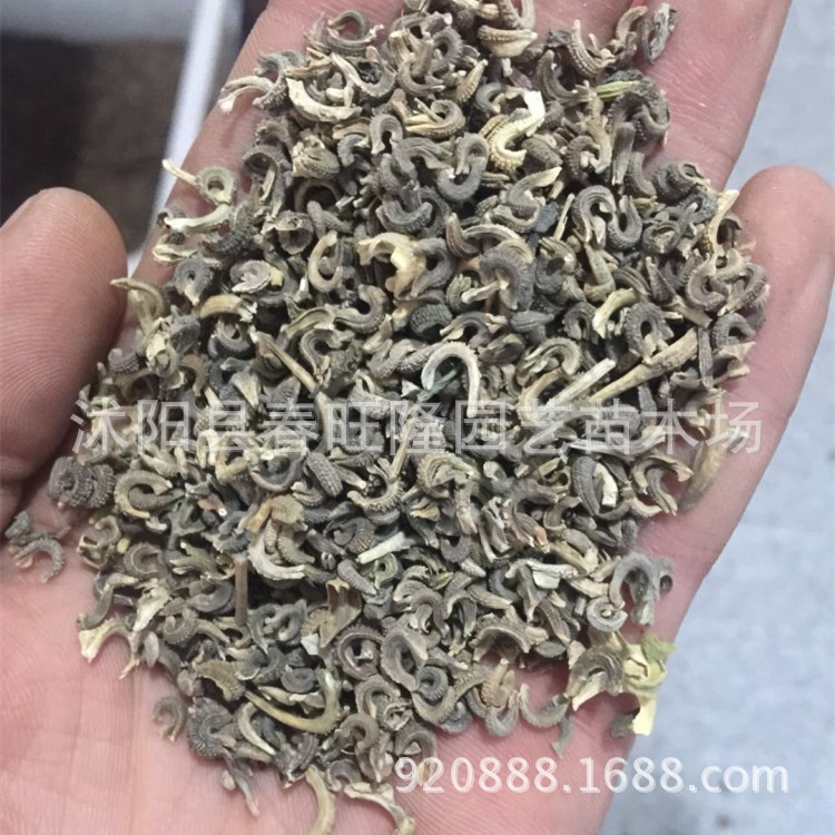 实体店批发花卉种子 金盏菊种子 金盏花种子 盏种子家庭草花