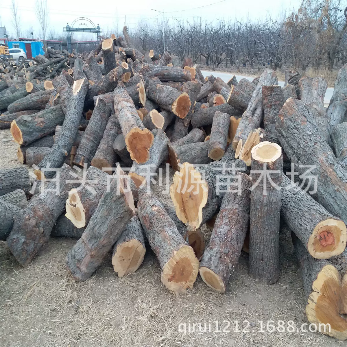 常年大量供应枣木 全国发货 货源充足 保质保量 源头厂家硬木