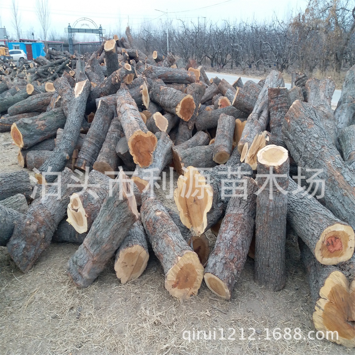 厂家批发小头直径25-50公分雕刻枣木家具枣木用料枣木墩用料 量大|ru