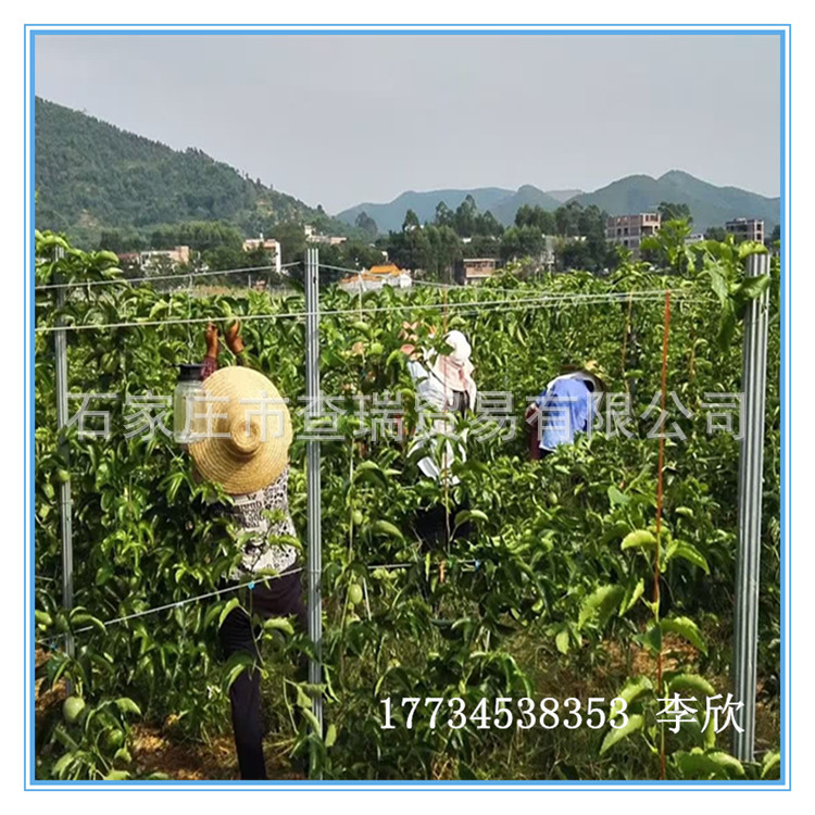 猕猴桃架杆 葡萄柱 百香果种植立柱 镀锌金属成型
