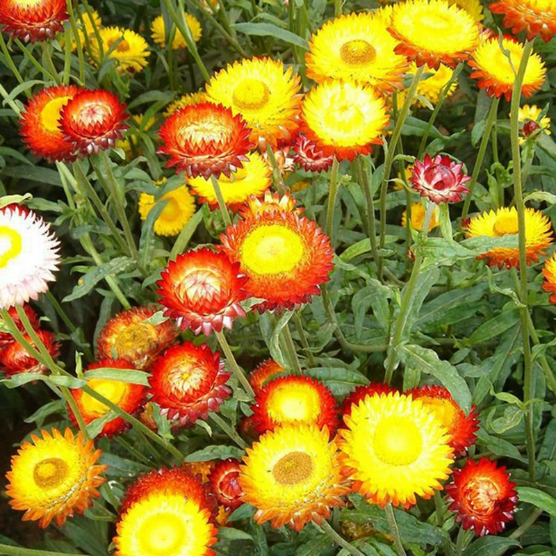 Бессмертная хризантема Семена Роза Красная бессмертная Хризантема Тысячелетняя Хризантема Сян засухоустойчивость семена цветов весенний посев осенний посев Четыре сезона посев