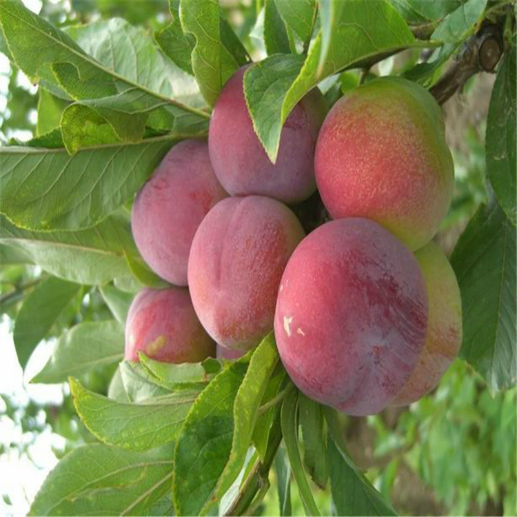 Многолетняя продажа саженцев сливы Ранние зрелые саженцы сливы Полные характеристики Саженцы сливы Большое количество Скидка $